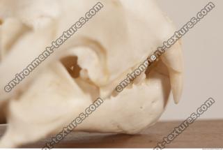 photo reference of skull 0084